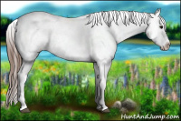 Horse Color:White Spotted Bay Roan Appaloosa 