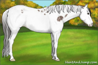Horse Color:Bay Ice Splash Tobiano