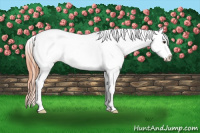 Horse Color:White Spotted Classic Champagne Splash Appaloosa 