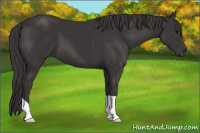 Horse Color:Smoky Black