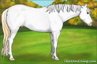 Horse Color:White Spotted Smoky Grullo Sabino Appaloosa 