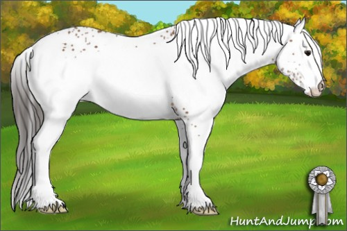 Horse Color: White Spotted Bay Rabicano 