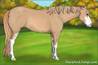 Horse Color:Red Dun Sabino