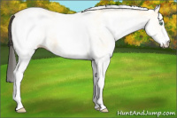 Horse Color:White Spotted Amber Cream Champagne 