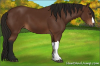 Horse Color:Gray Bay 