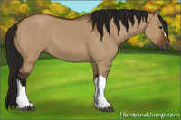 Horse Color:Gray Bay Dun