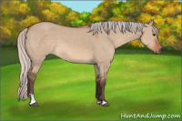 Horse Color:Silver Brown Dun Sabino 
