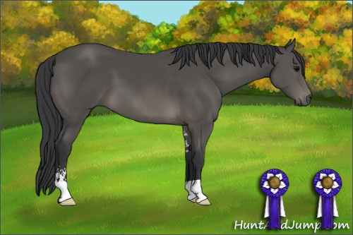 Horse Color: Black Sabino 