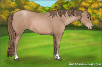 Horse Color:Black Pearl Sabino