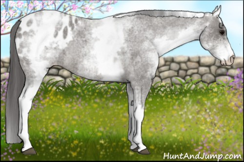 Horse Color: White Spotted Brown Roan Blanket Rabicano 