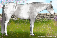 Horse Color:White Spotted Brown Roan Appaloosa Rabicano 