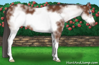 Horse Color:White Spotted Bay Frame