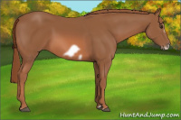 Horse Color:Liver Chestnut Frame 