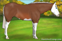Horse Color:Silver Bay Splash 