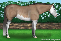 Horse Color:Bay Dun Splash Rabicano