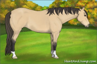 Horse Color:Buckskin 