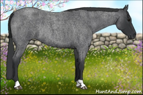 Horse Color: Blue Roan Rabicano 