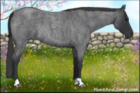 Horse Color:Blue Roan Rabicano