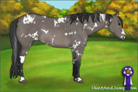 Horse Color:White Spotted Grullo
