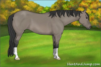 Horse Color:Grullo 