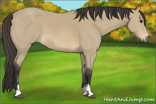 Horse Color: Buckskin Sabino 