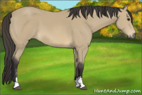 Horse Color:Buckskin Sabino