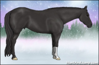 Horse Color:Smoky Black 