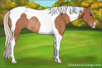 Horse Color:Silver Bay Tobiano Rabicano