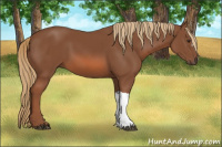 Horse Color:Unknown 