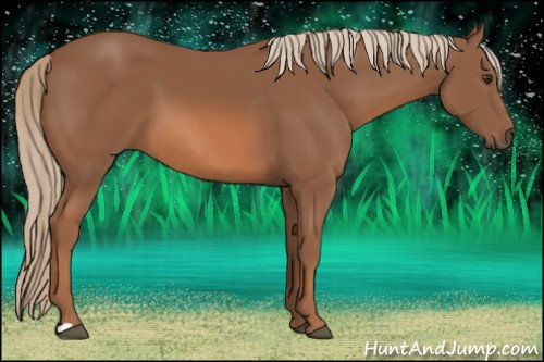 Horse Color: Liver Chestnut 