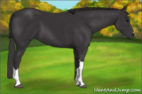 Horse Color:Smoky Black 