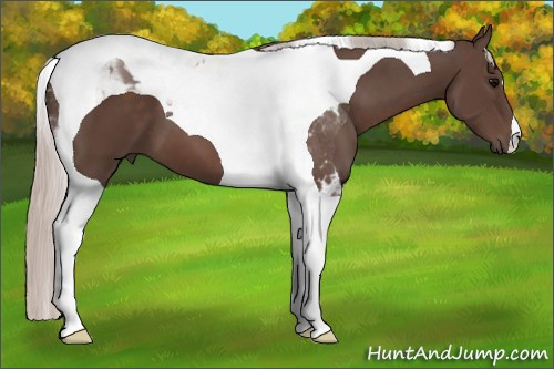 Horse Color: Silver Black Tobiano 