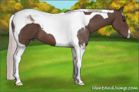 Horse Color:Silver Black Tobiano 