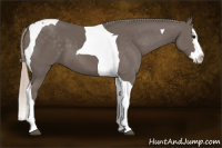 Horse Color:Silver Brown Splash Tobiano 