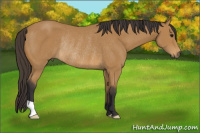 Horse Color:Buckskin Rabicano