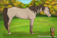 Horse Color:Classic Champagne Dun 