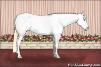 Horse Color:Smoky Grullo Splash Tobiano Leopard 