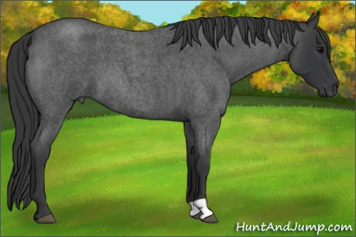 Horse Color: Brown Roan 