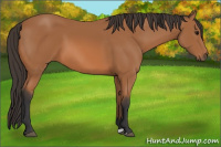 Horse Color:Bay 