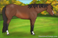 Horse Color:Bay Sabino 