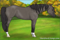 Horse Color:Smoky Grullo 