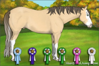 Horse Color:Amber Cream Champagne Sabino Splash