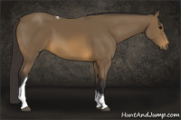 Horse Color:Buckskin Tobiano