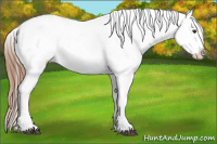 Horse Color:Red Roan Appaloosa 