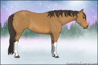 Horse Color:Buckskin 
