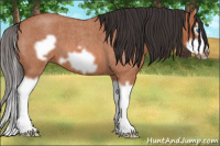 Horse Color:Bay Roan Splash Frame 
