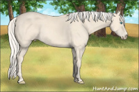 Horse Color:Cremello 