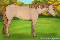 Horse Color:Red Dun 