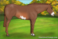Horse Color:Liver Chestnut Frame 