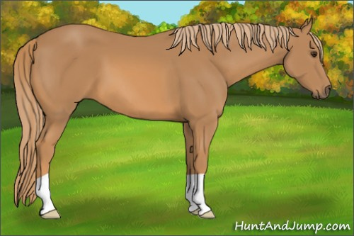 Horse Color: Chestnut 
